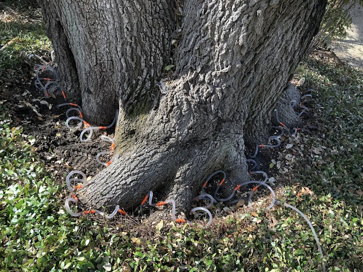 Detailed Tree Cabling and Bracing job site in New England