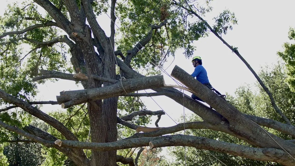 Professional Hazardous Tree Removal performed by certified arborists in New England